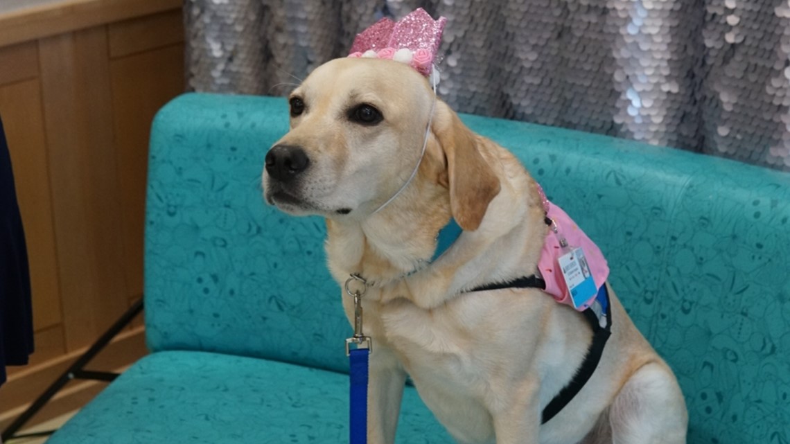 Dog at Johns Hopkins All Children's celebrates 4th birthday - Vimarsana News