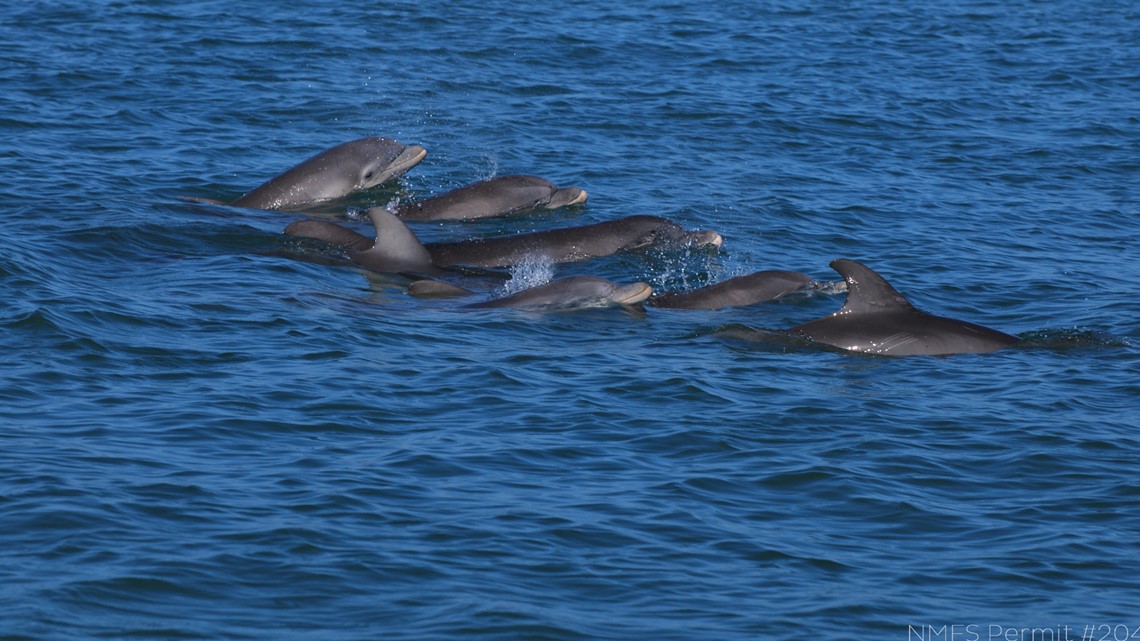 Sarasota Dolphin Research Program Celebrates 50 Years