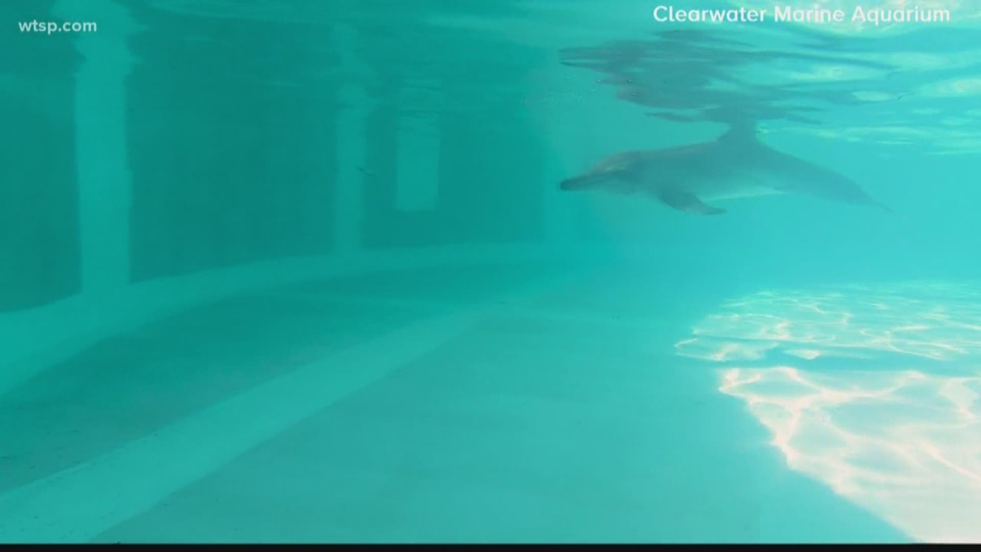 He was rescued from a Southwest Florida beach and taken to Clearwater Marine Aquarium for treatment.