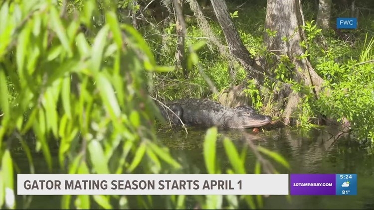 Gator mating season in Florida starts April 1: What you need to know to stay safe