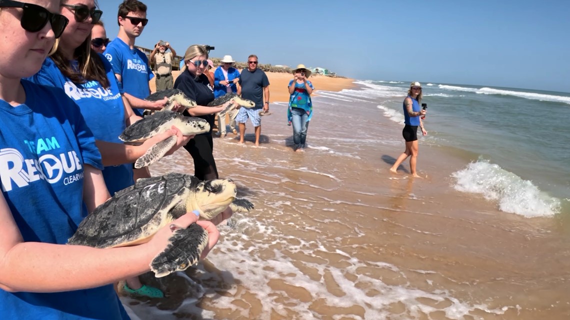 Critically endangered sea turtles released off coast of Florida