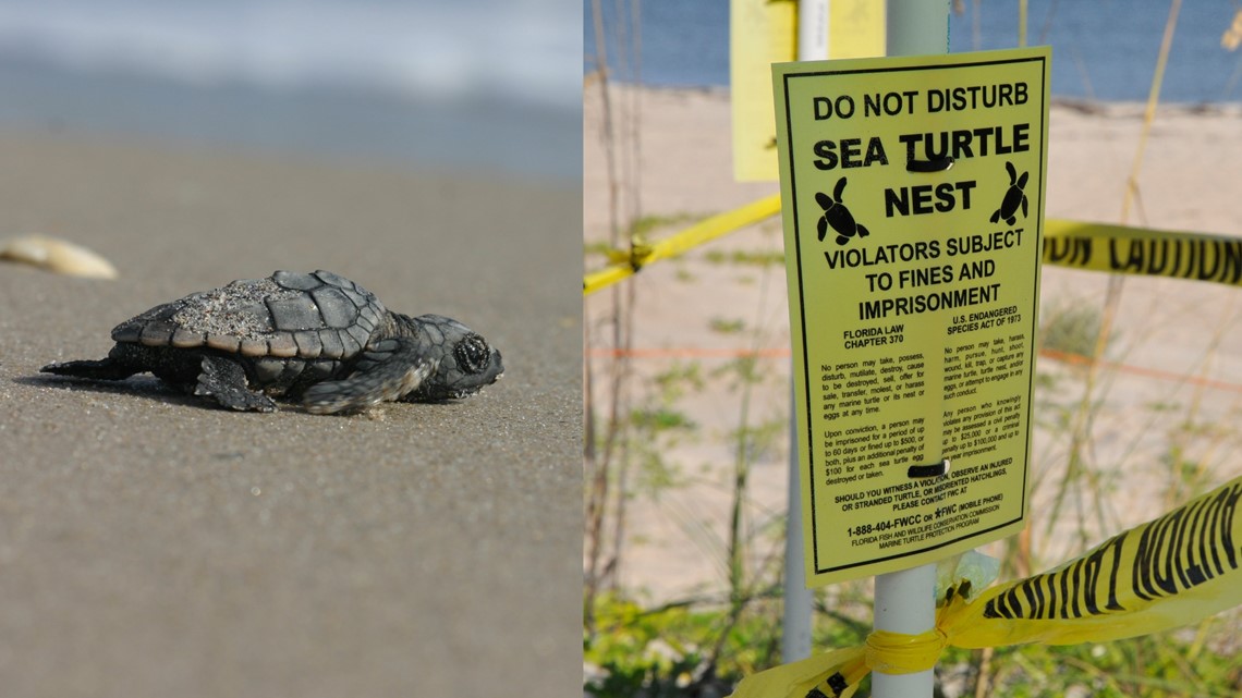 FWC charges Sarasota County man for sea turtle nest destruction | wtsp.com