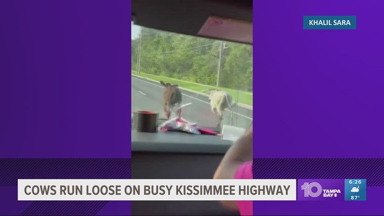 MOO-VE OVER: Cows run loose on busy Kissimmee, Florida Highway