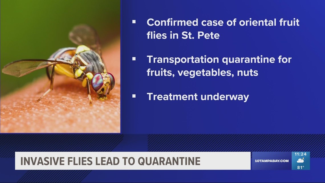 Invasive flies lead to quarantine over fears about fruits and veggies