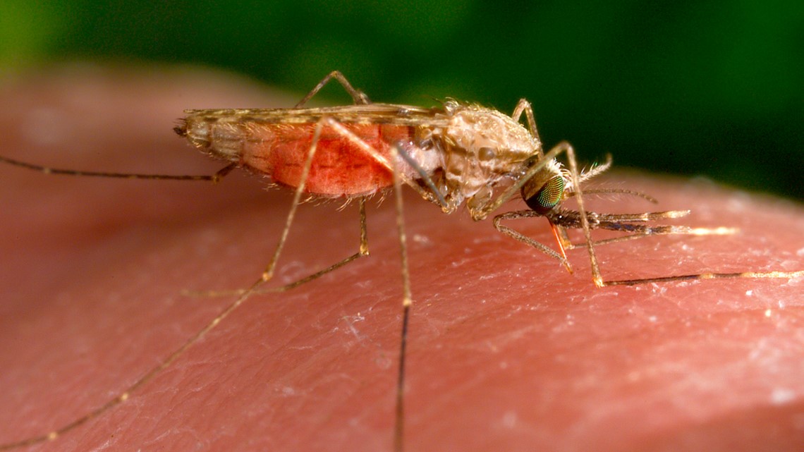 4 malaria cases in Sarasota County lead to statewide alert - Vimarsana News