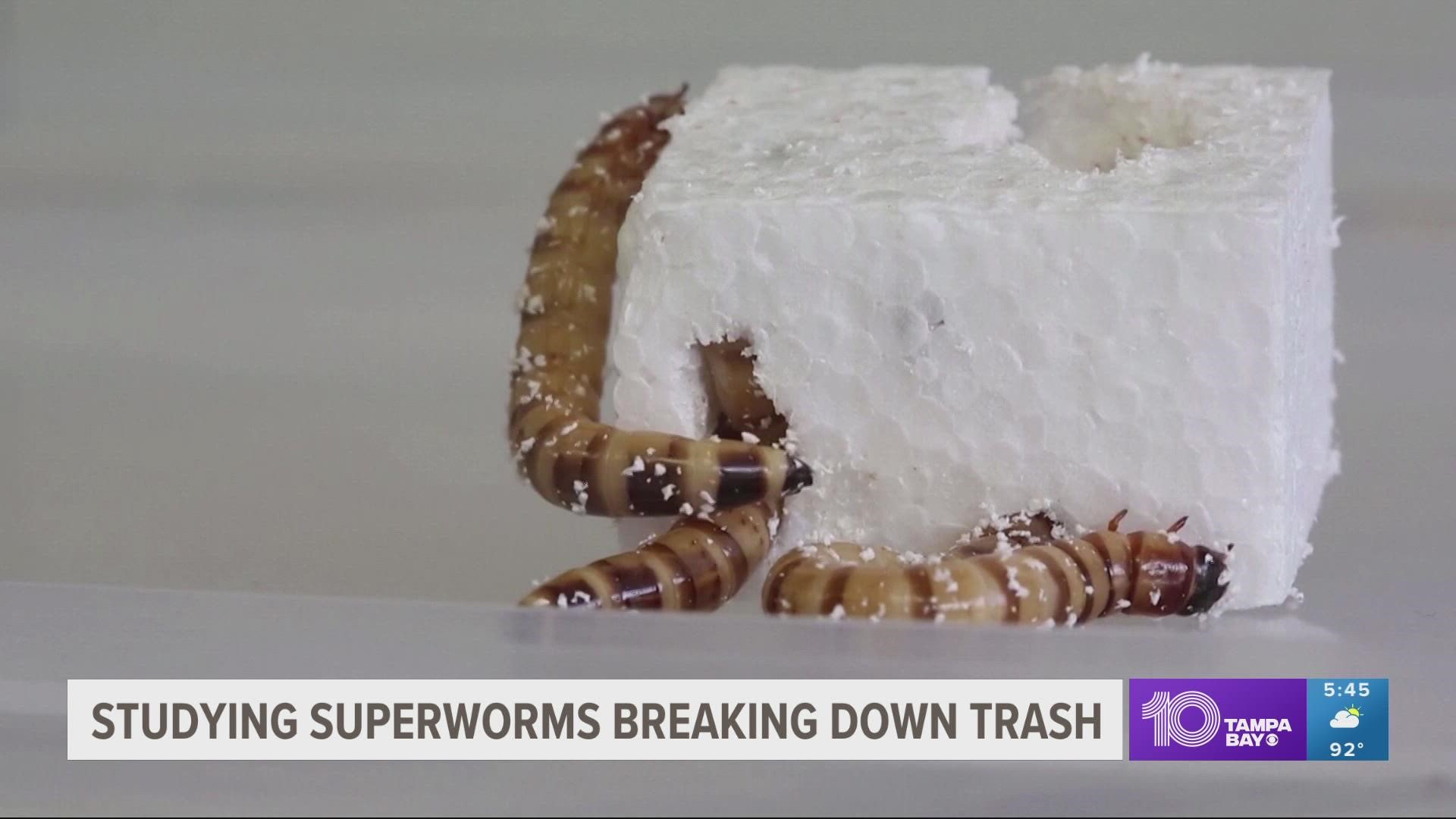 Polystyrene trash can be a delicious meal for the larvae of the darkling beetle.