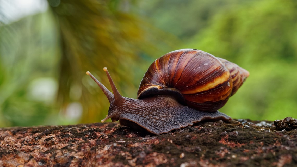 South Florida county sees giant African land snail infestation | wtsp.com