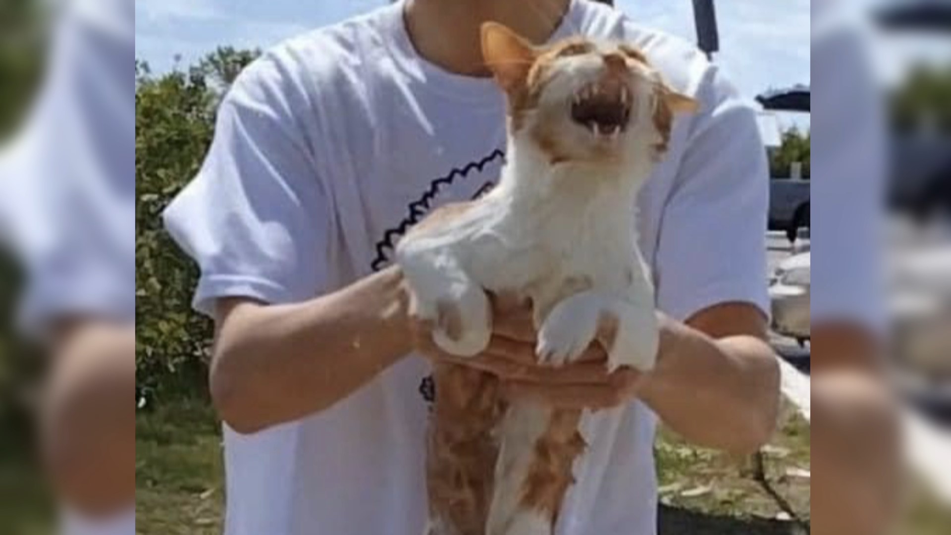 Florida woman claims animal cruelty after man threw cat in water