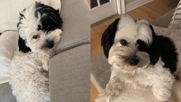 South Tampa family searching for missing dog taken from outside home