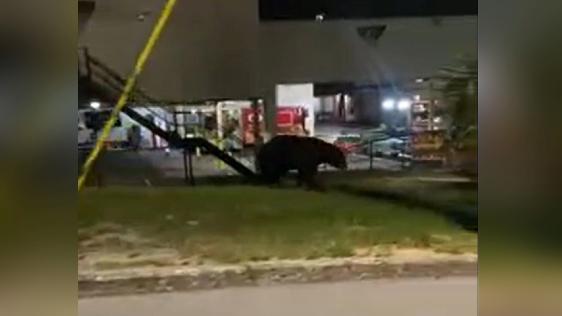 The Haines City Police Department posted video of a Florida black bear walking through downtown.