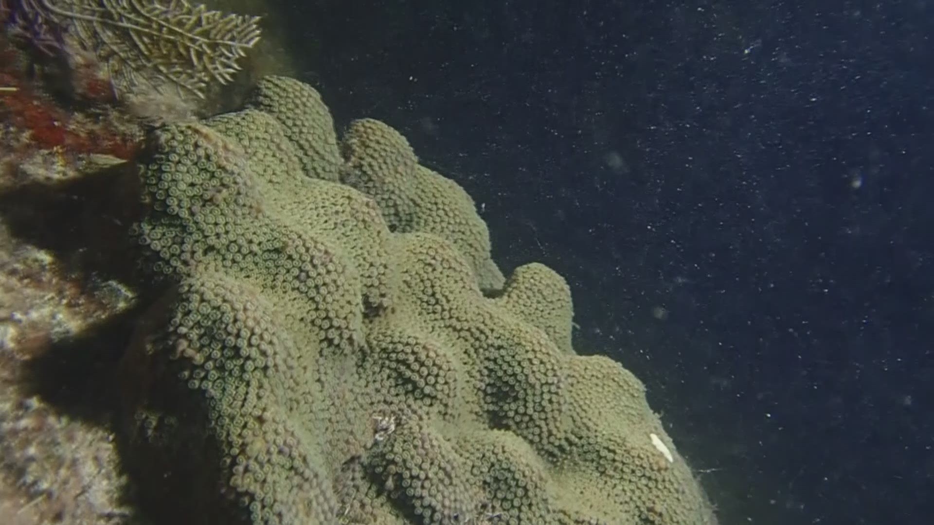 Scientists at MOTE saw coral spawn this week which is a rare sight. But we could see more coral reproducing in the future because of their scientific efforts.