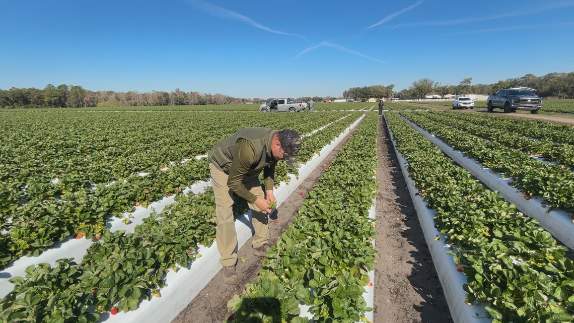 Freeze forecast puts Florida strawberry crop and groundwater to the test