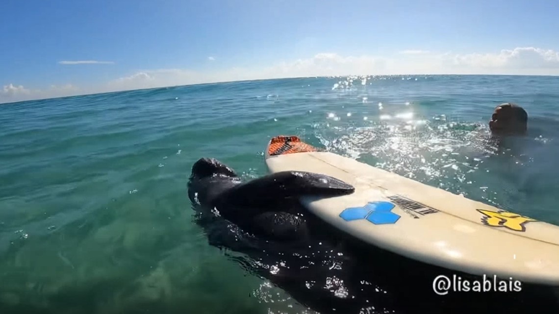 VIDEO Curious manatee steals kid's surfboard at Florida beach