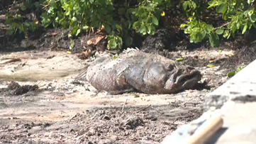 Experts explain how red tide is different this year compared to 2018