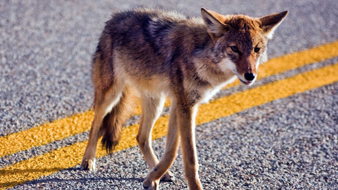 How to scare off a coyote | wtsp.com