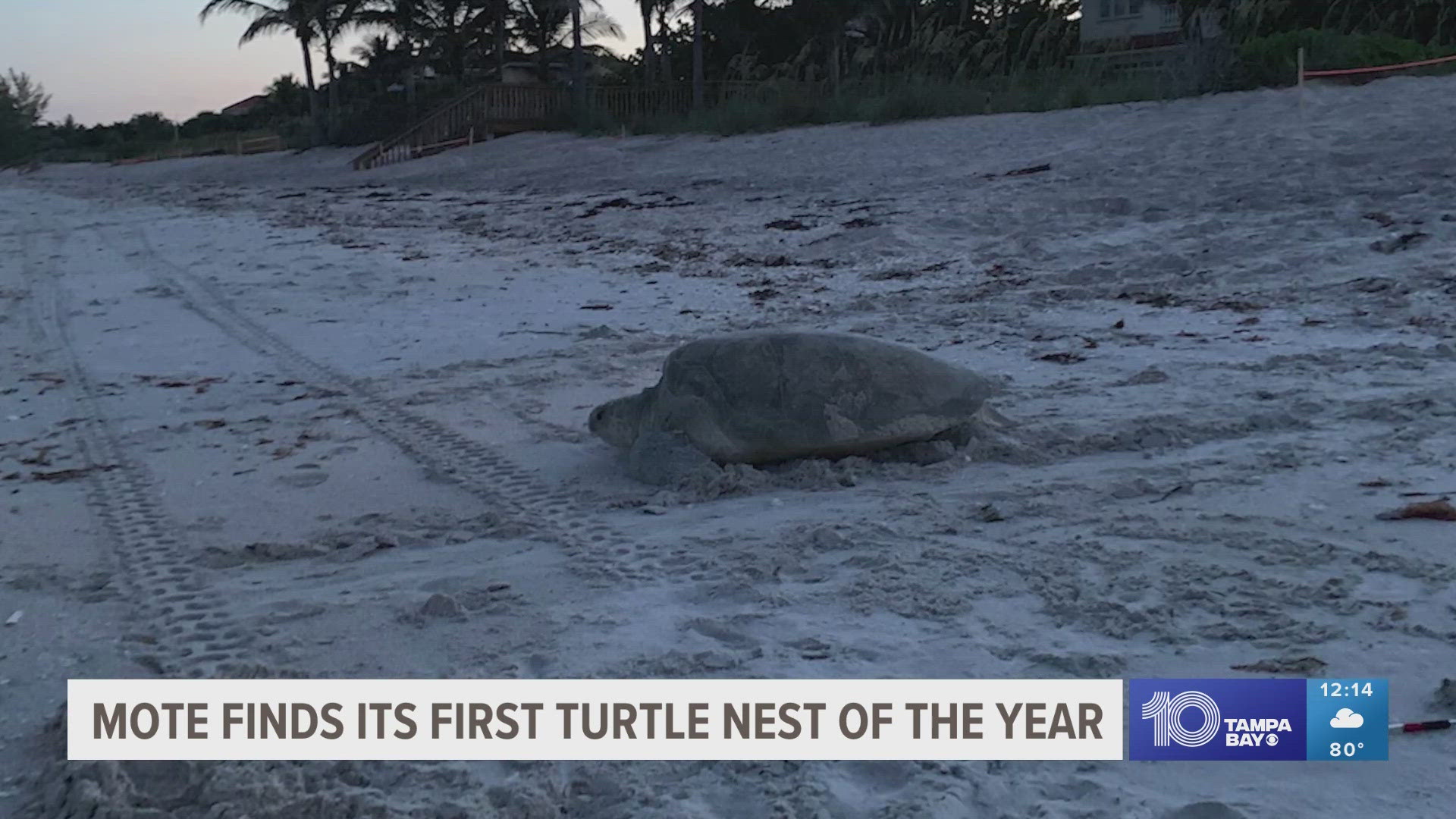 Sea turtle nesting season allows researchers to understand sea turtles’ behavior better, from common to rare species.