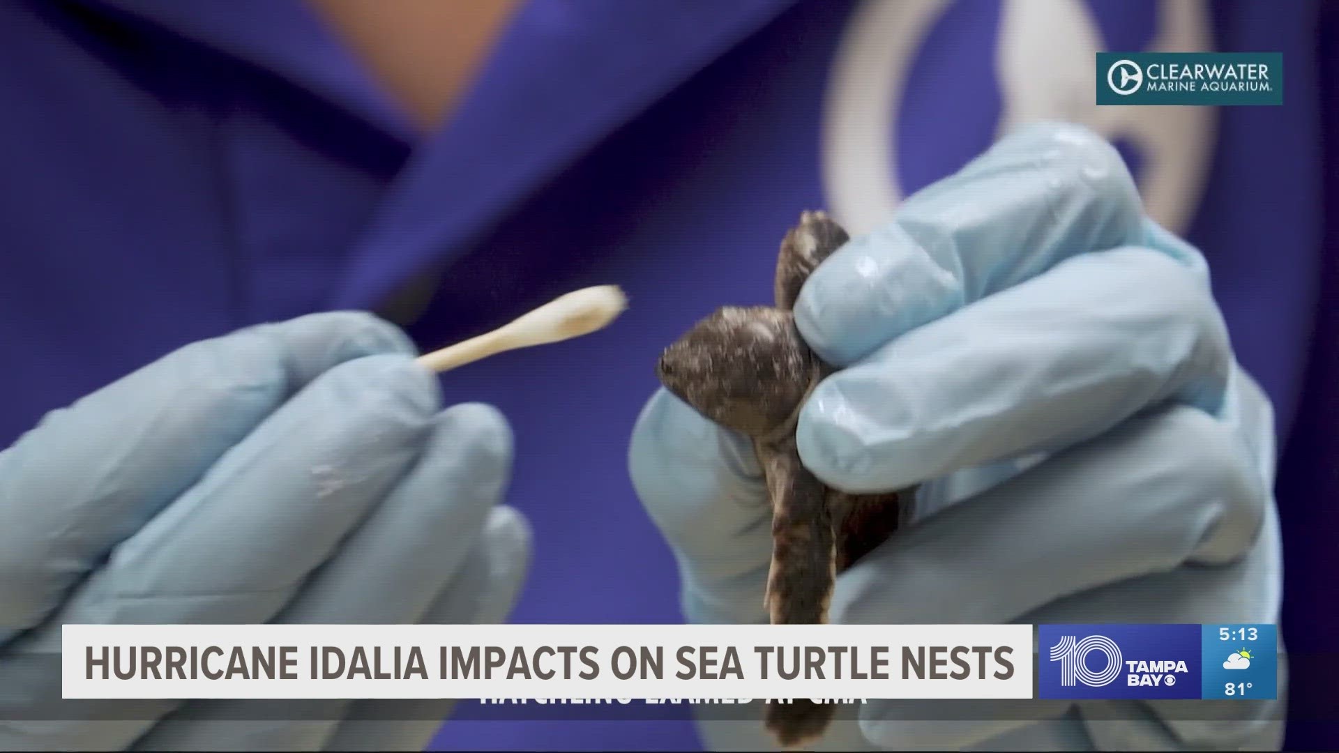 Clearwater Marine Aquarium said there were 75 unhatched sea turtle nests before Idalia. Only a fraction survived.
