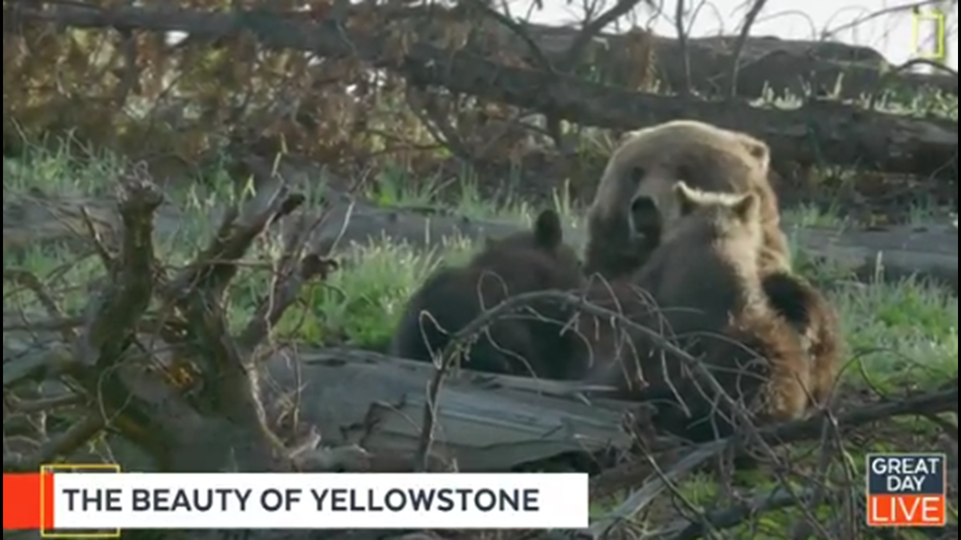 “Yellowstone Live” premieres at 10 p.m. Sunday night on National Geographic and Nat Geo Wild.