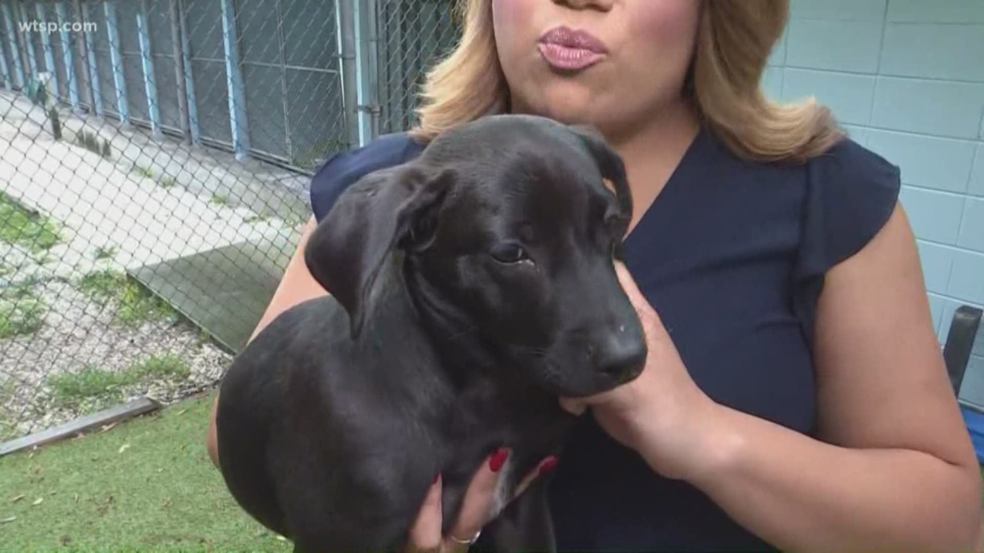 A shelter in Largo received animals in an effort to keep them safe from Dorian. The shelter will get them ready for adoption within a few days.