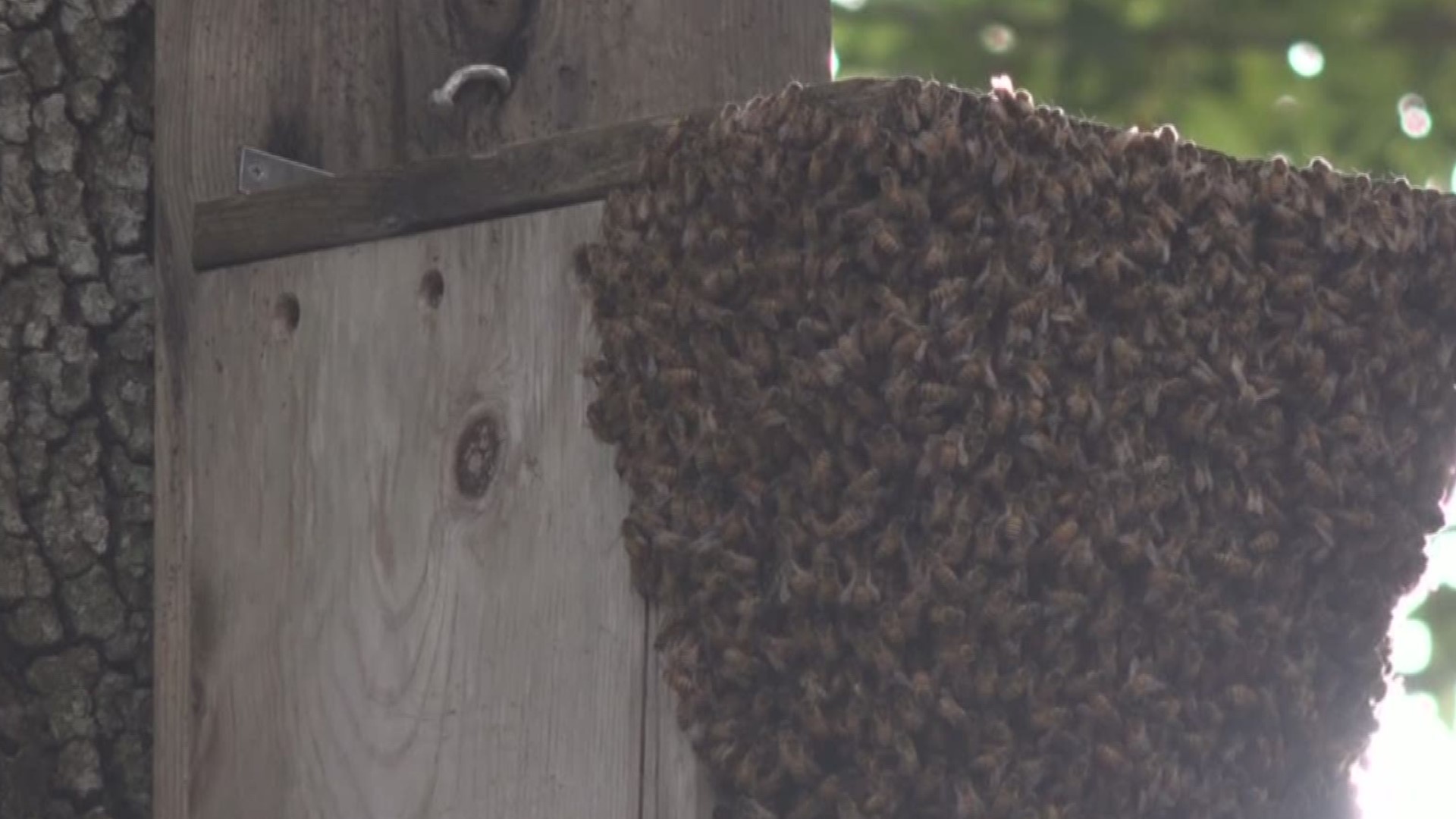 Moving a hive of bees turned into a nightmare for a family who lives near Plant High School.