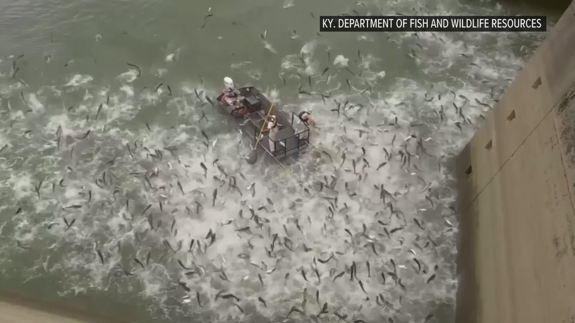 Kentucky state officials are using a technique known as "electrofishing" to stun the invasive Asian carp and scoop them up in Lake Barkley. The species take food from other native species.