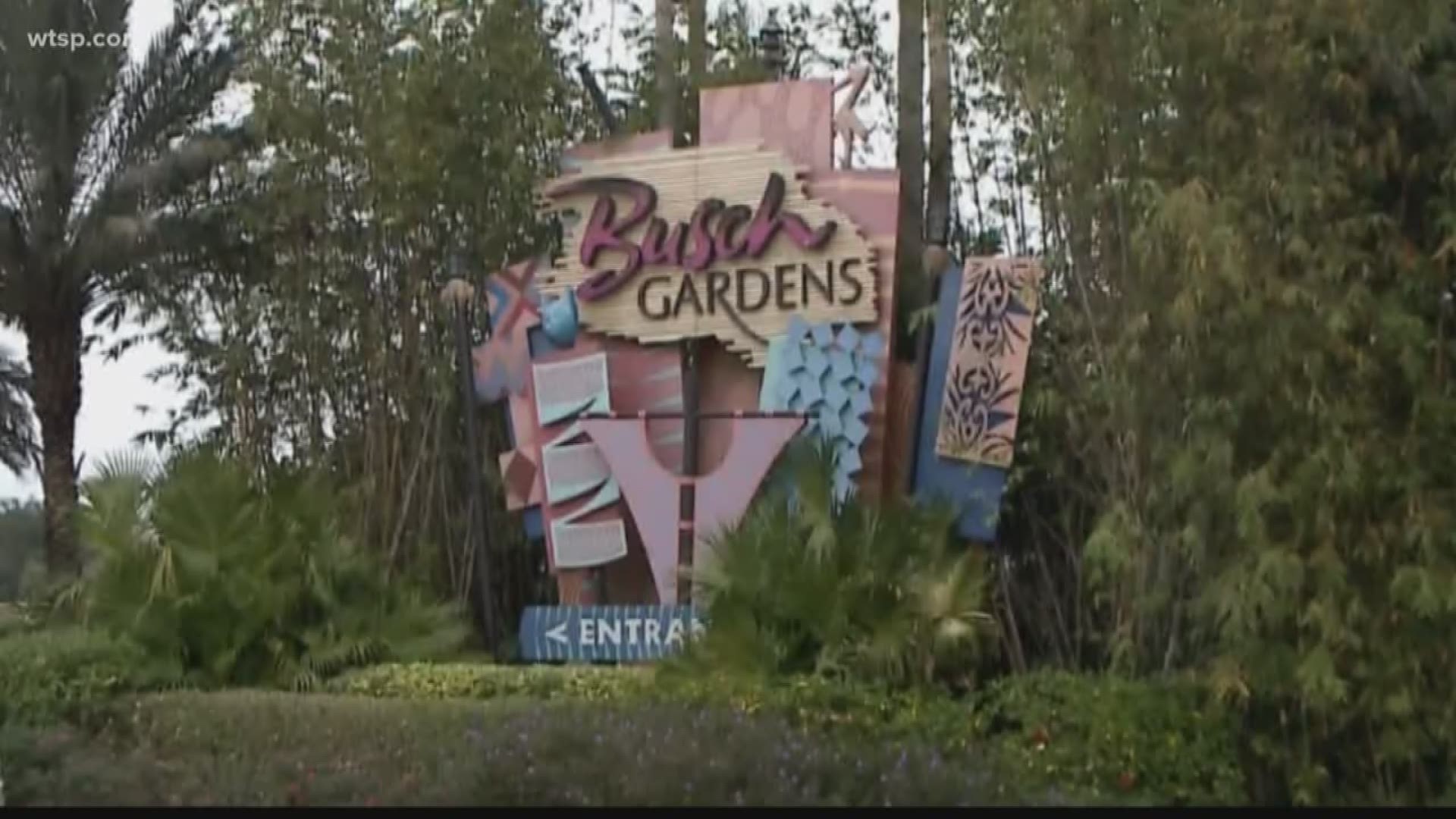 Busch Gardens kicks off is 60th anniversary and celebrations Friday with the launch of its new pin trading program, a performance by the Florida Orchestra and a fireworks show. https://on.wtsp.com/2IFYF0R