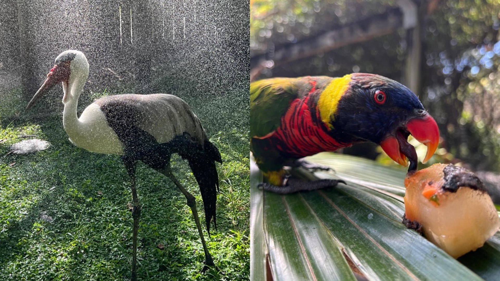 ZooTampa staff help animals cool off during hot summer weather