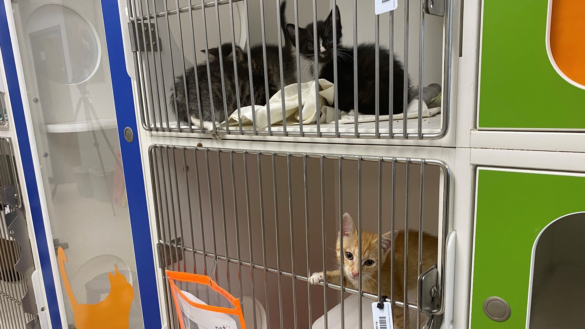 Free dog, cat adoptions at overcrowded Hillsborough pet shelter