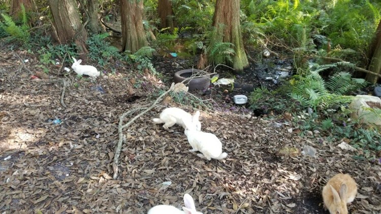 Rabbits Dumped On The Side Of The Road Saved By Animal Rescue | Wtsp.com