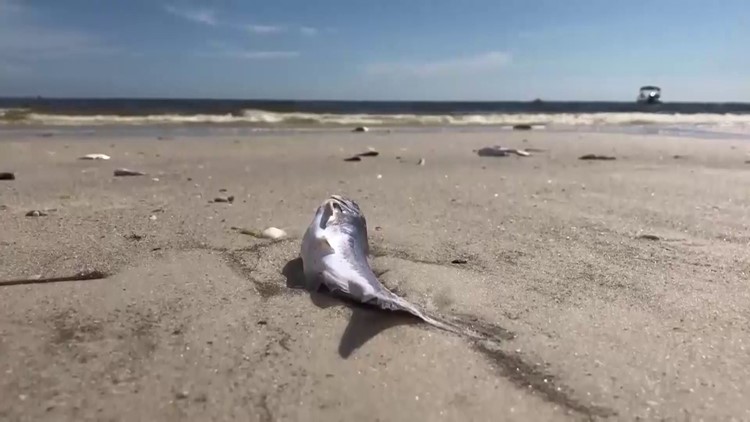 Red tide is sticking around Tampa Bay area beaches — but you can track beach conditions