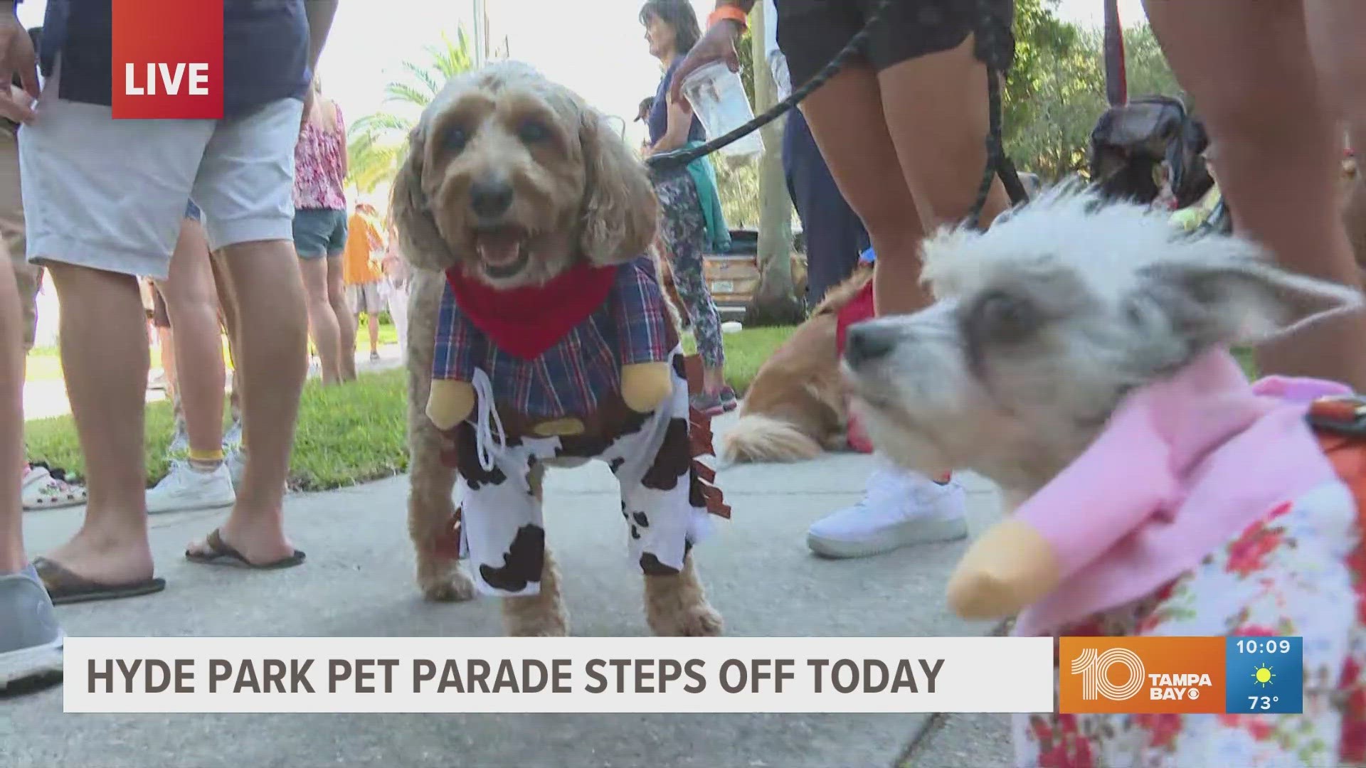 Cats, dogs and even some reptiles came out to show off their spooky outfits.