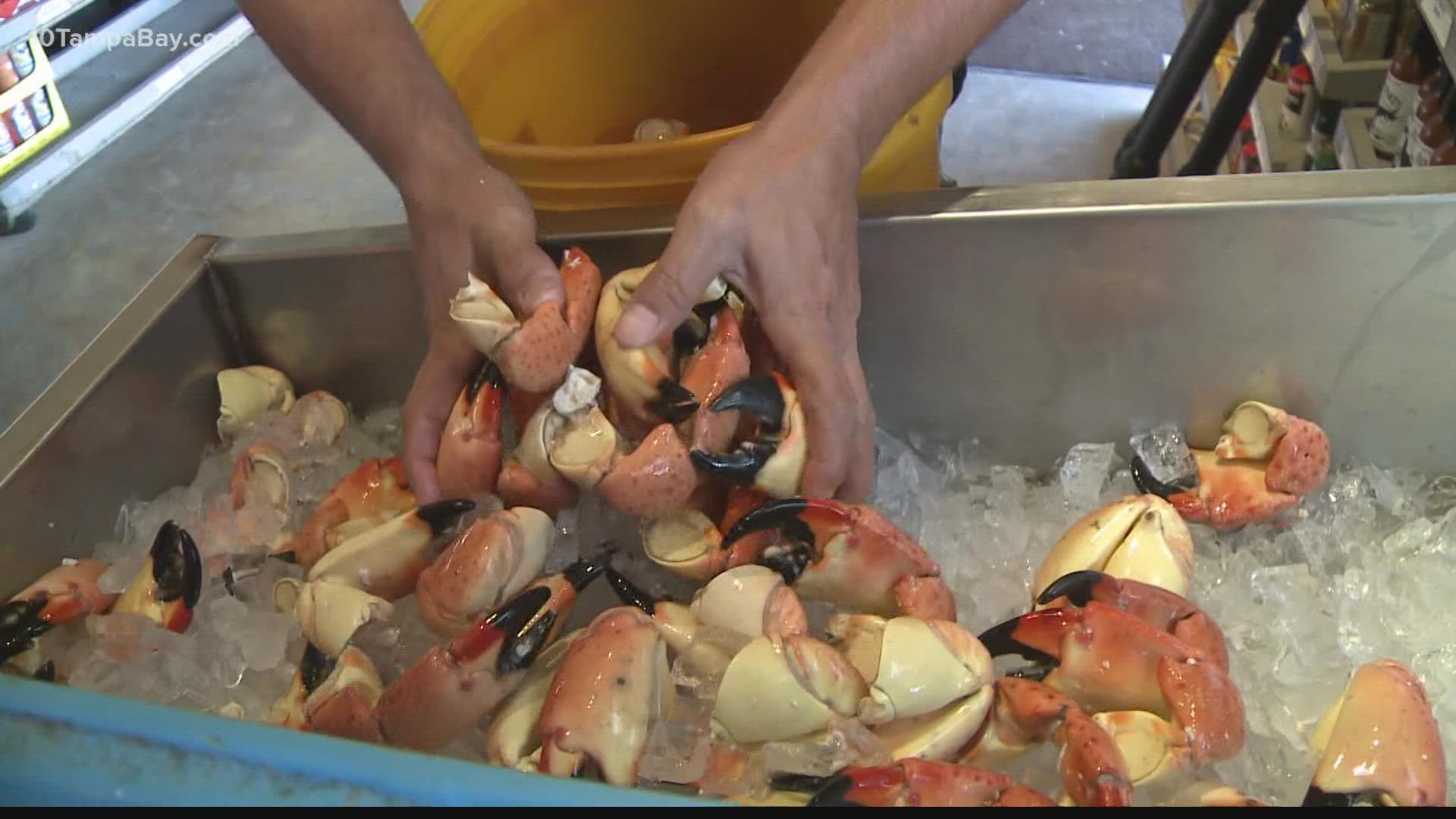 Florida stone crab harvest season begins Oct. 15 and ends May 1.