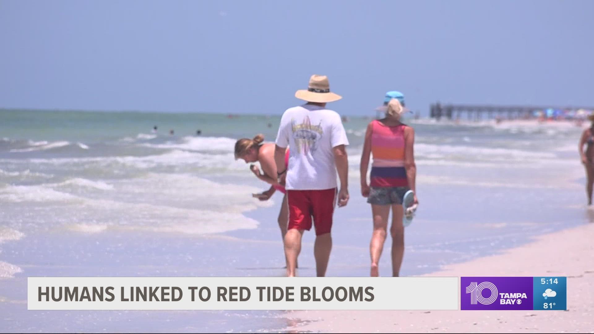 Researchers at the University of Florida conducted a study and their findings reveal that humans are linked to making red tide blooms worse.