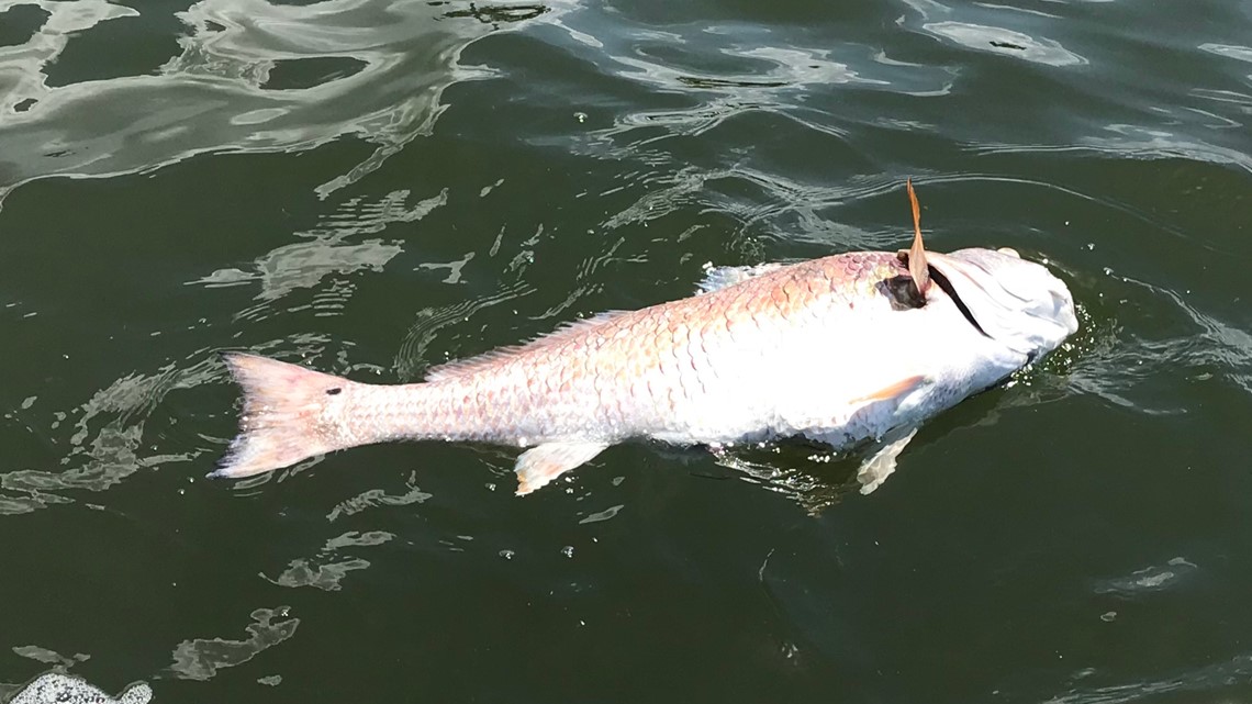 Sport fish of the gulf coast florida