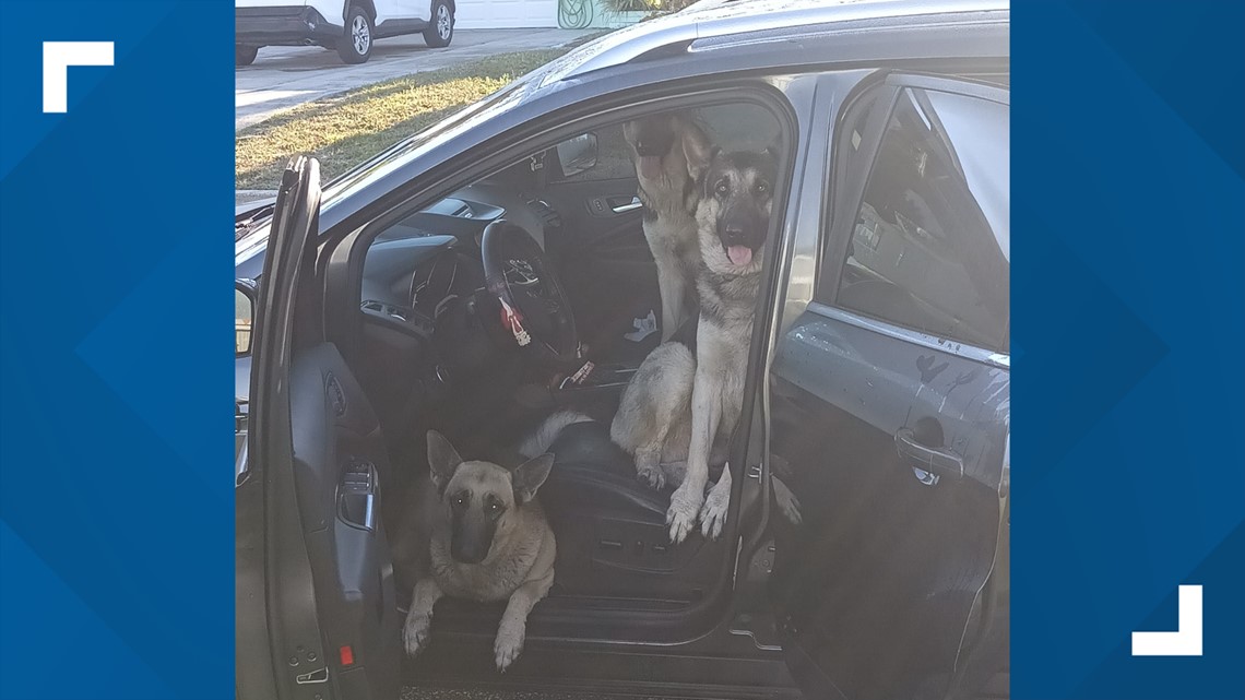 German shepherds jump into St. Pete woman's car, won't leave - Vimarsana News