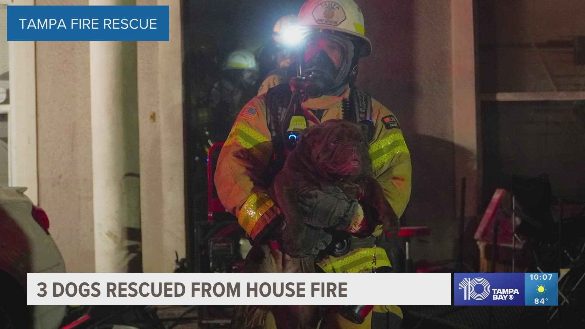 Firefighters rescued three dogs trapped in a Tampa house after a fire broke out.