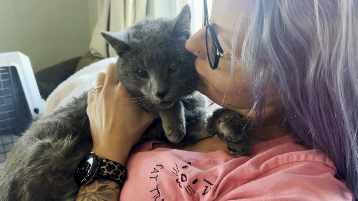 Cat shot with arrow in Pinellas Co. recovering; suspect not found - Vimarsana News