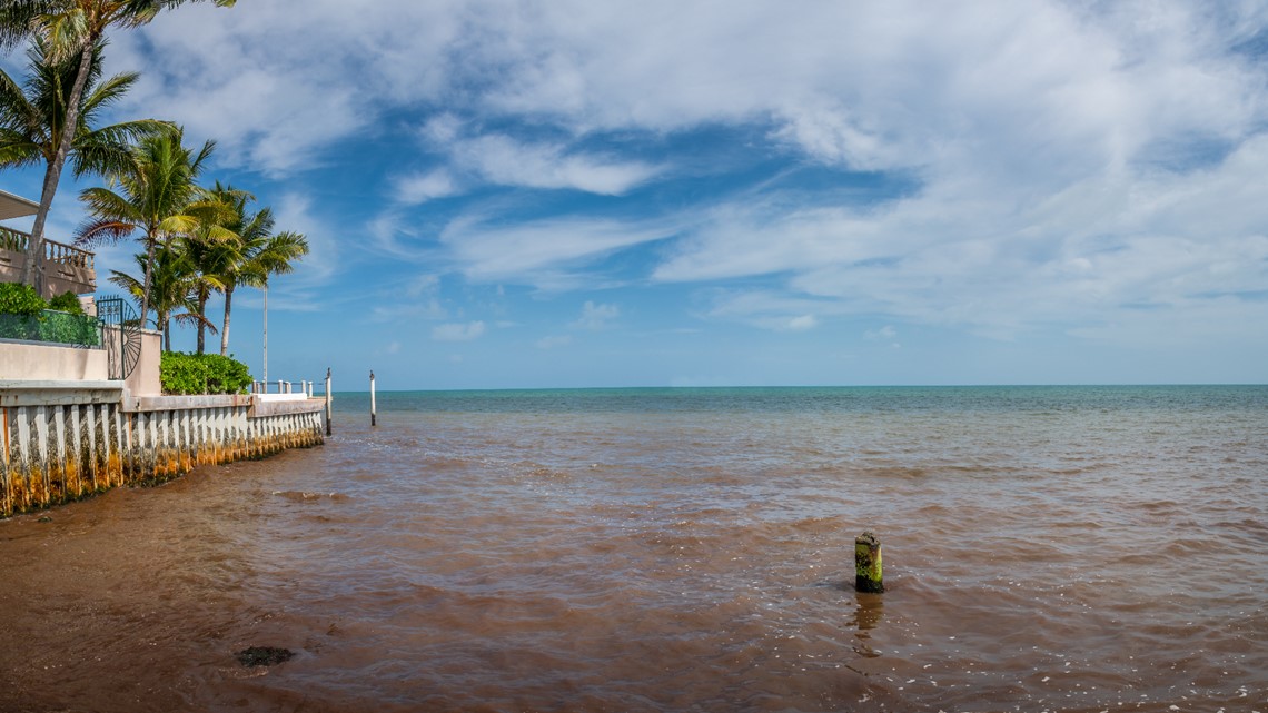 Florida lawmakers consider bill to combat harmful algae blooms - Vimarsana News