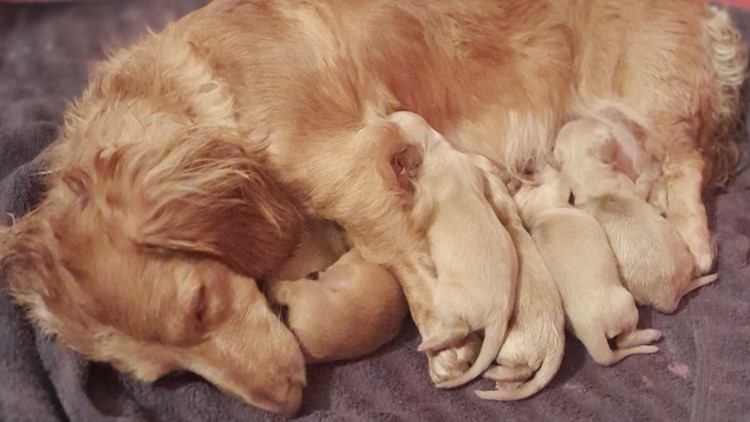 Ivy, the lucky Lottery dog, becomes mom to litter of winning puppies