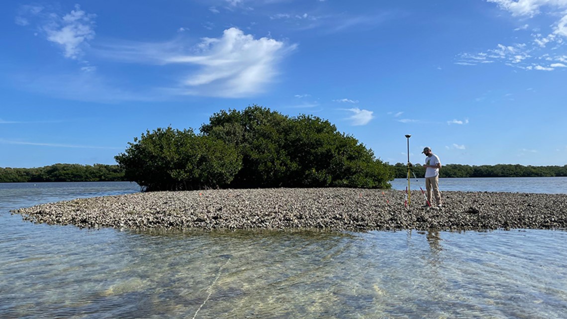 Oyster reefs threatened by Florida's climate changes, study says - Vimarsana News