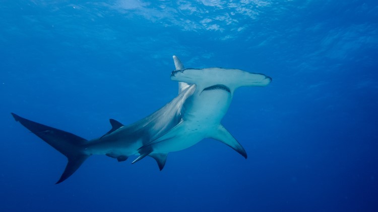11-foot hammerhead shark carcass washes up on Florida shore