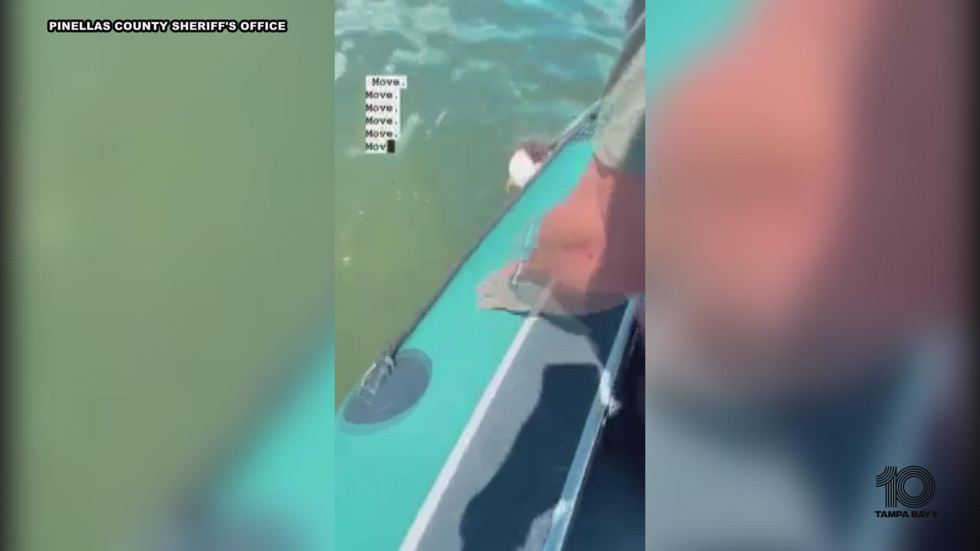Earlier this week, a lucky shark was set free by Pinellas County deputies after getting caught in a crab trap.