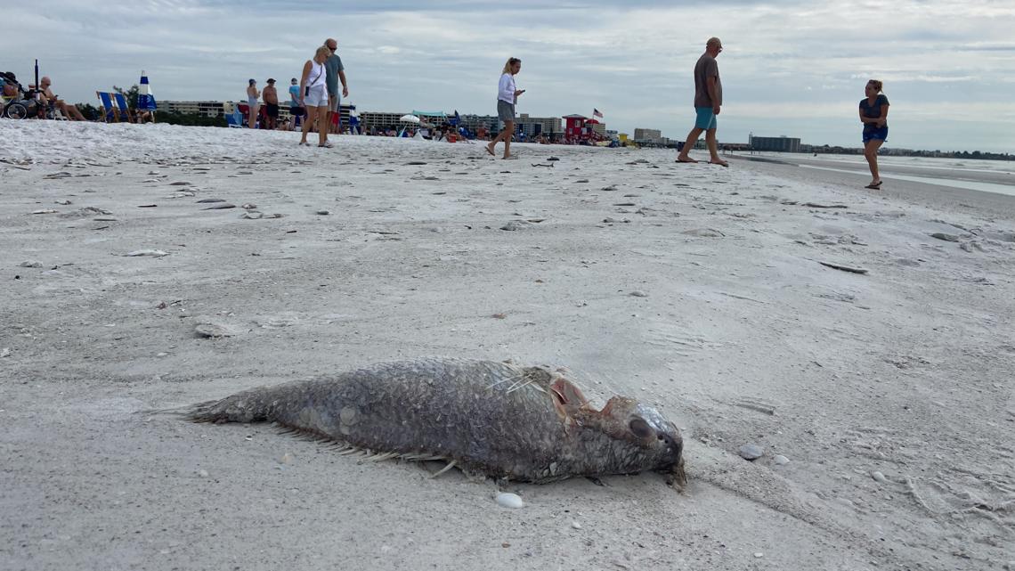 Red tide continues to impact some Florida beaches with fish kills