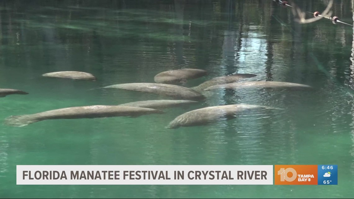 Florida Manatee Festival being held in Crystal River