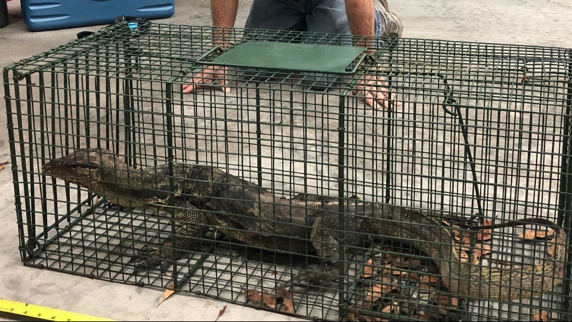 Monitor water lizard care salvator varanus large