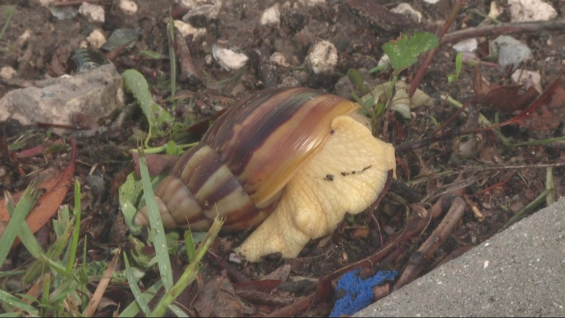 Watch Out Snail! by Gay Hay (2017, Hardcover) for sale online | eBay