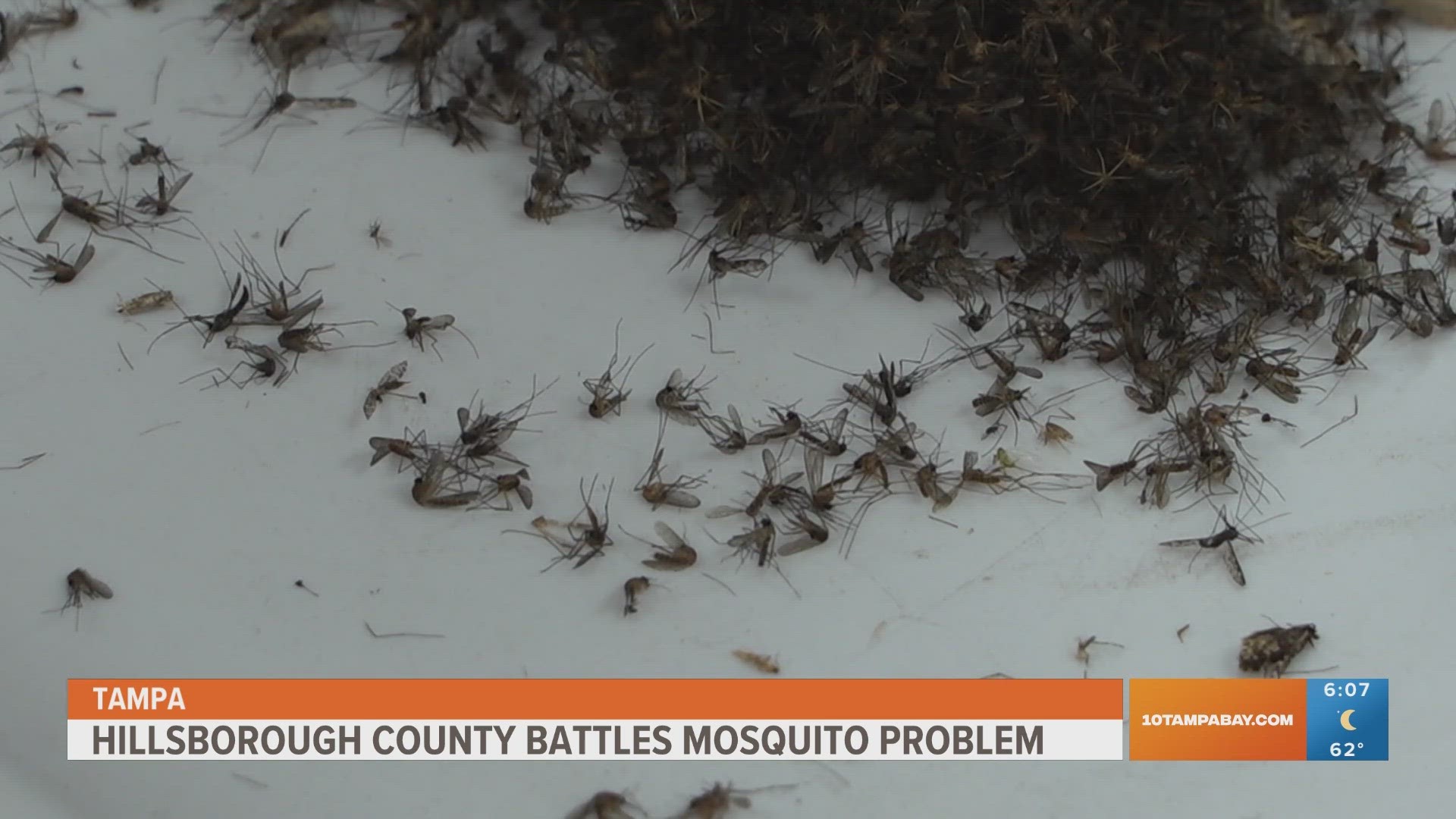 Counties across the Tampa Bay area need to act fast to prevent a mosquito outbreak.