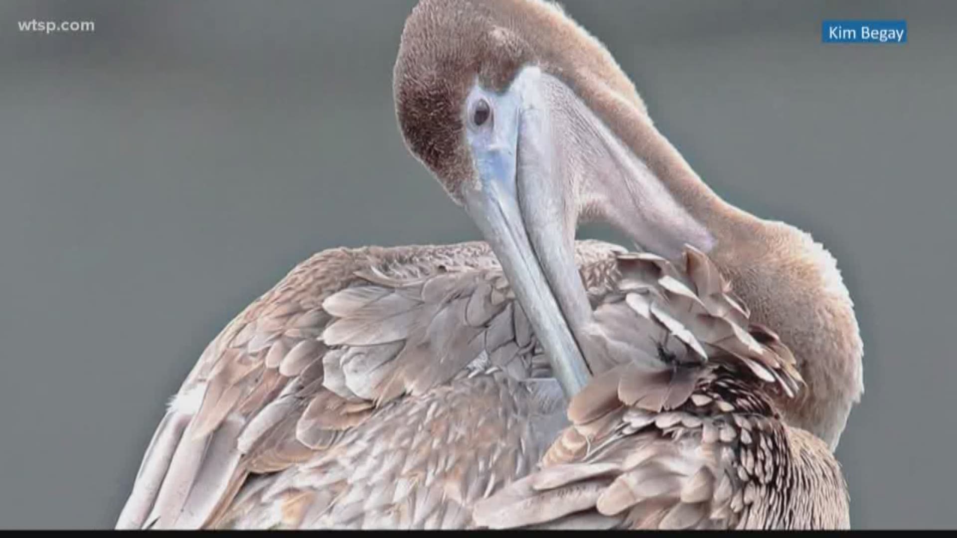 Animal advocates hoping to save brown pelicans in Tampa Bay are spreading the word on how they can be caught up in fishermen's hooks.