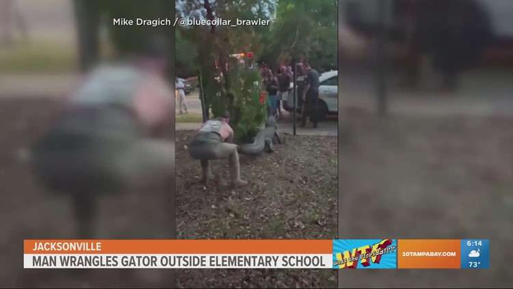 Man wrangles gator outside Florida elementary school