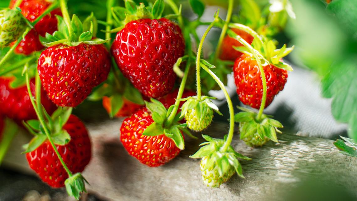 Cold snap puts Florida strawberry crops on watch ahead of peak harvest